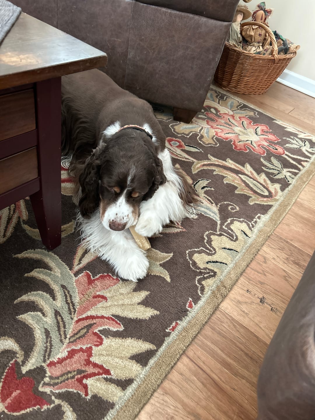 Customer photo review of Regular/Unflavored Himalayan Yak Chews | 6-Sizes (for Small to Big Dogs)