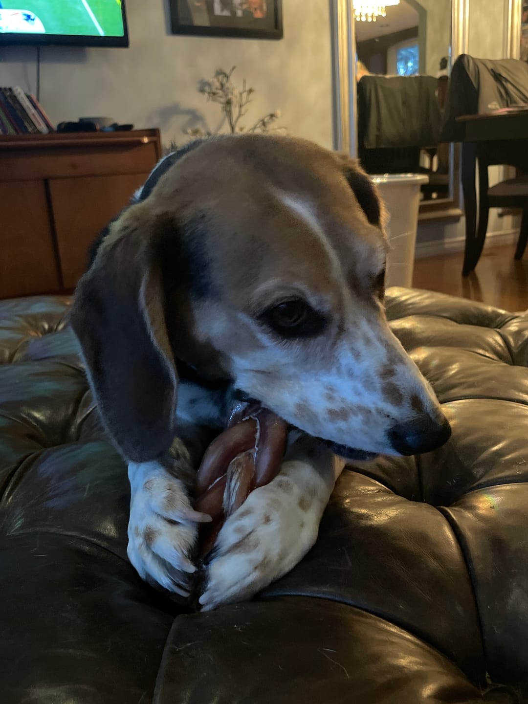 Customer photo review of 6 Inch Jumbo Braided Bully Stick