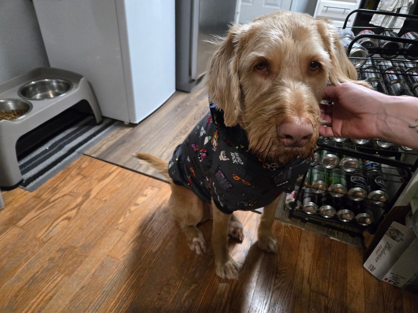 Customer photo review of Rock and Roll Dog Hoodie