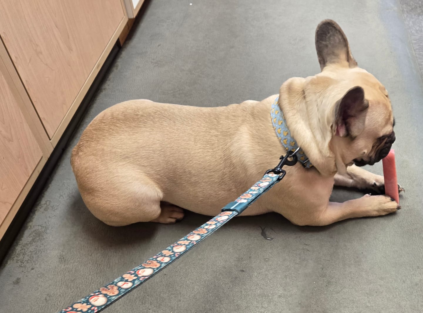Customer photo review of Strawberry Himalayan Yak Chew (MEDIUM)