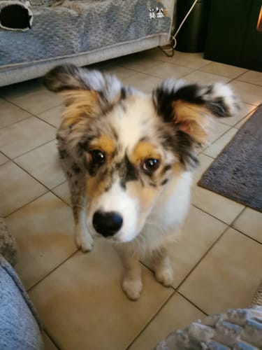 Le chien du client, Azure, un adorable chiot merle, pour qui le Collier Anti Aboiement a été efficace.