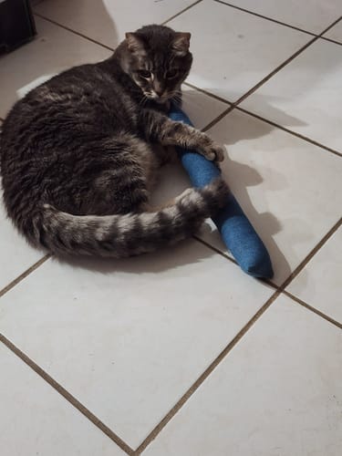 Customer photo review of 5x Blisso Advanced Cat Probiotic (Buy 2 Get 3 Free)