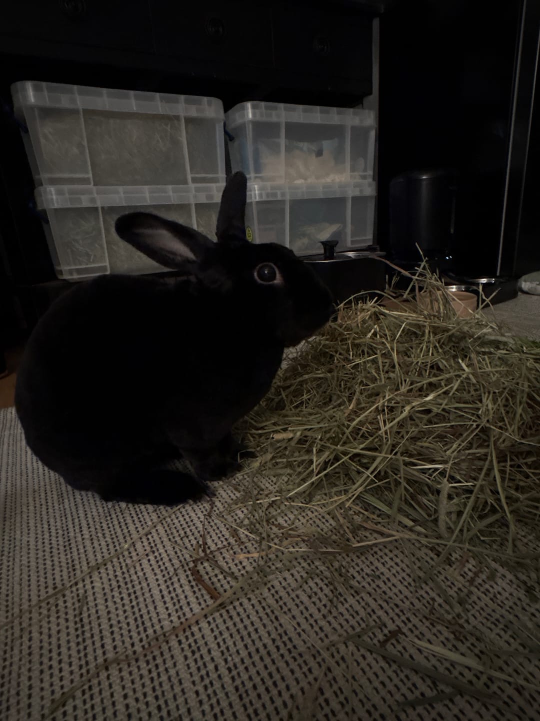 Customer photo review of Best of Both - Ultra Premium Canadian Timothy Hay for Rabbits and Guinea Pigs