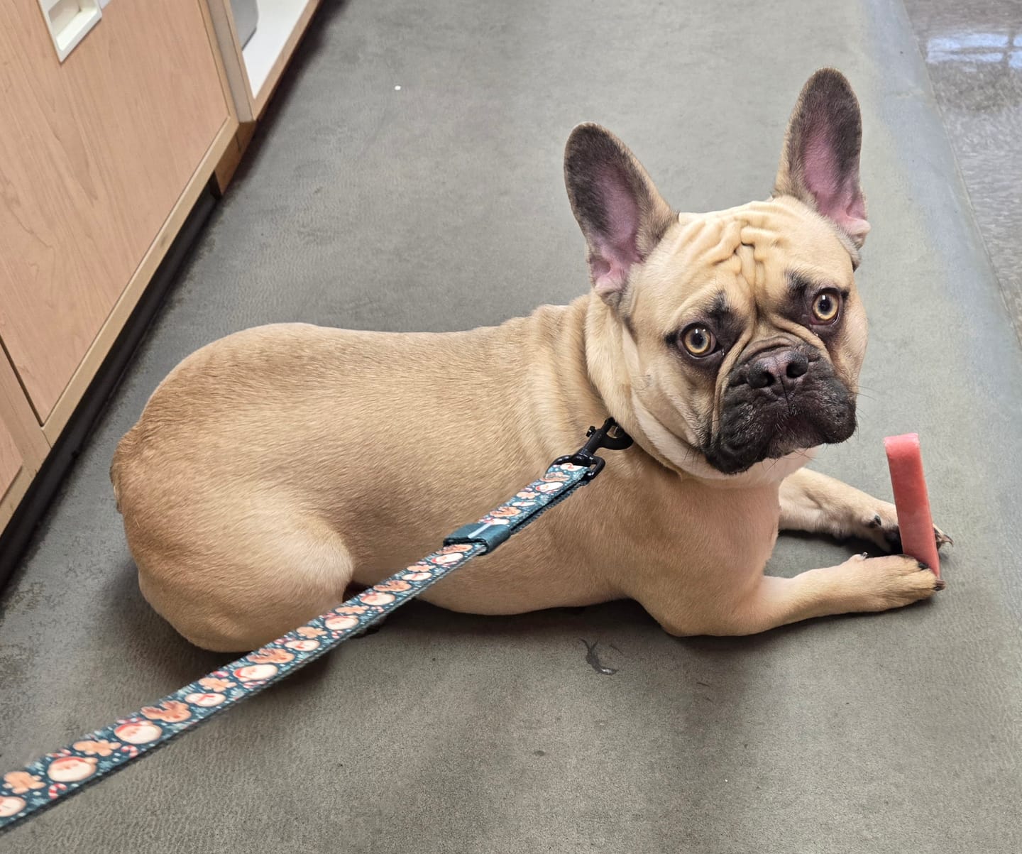 Customer photo review of Blueberry Himalayan Yak Chew (MEDIUM)