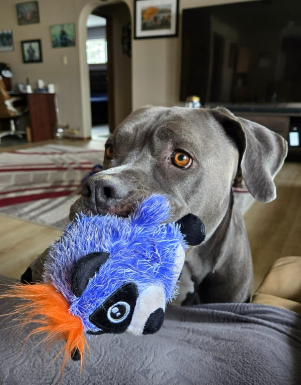 Customer photo review of 6 Inch Jumbo Braided Bully Stick