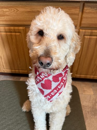 Customer photo review of Sweetheart Stitch