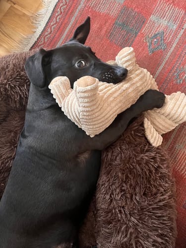 Customer photo review of Puppery Hundebett Wolke 7 - Das Original