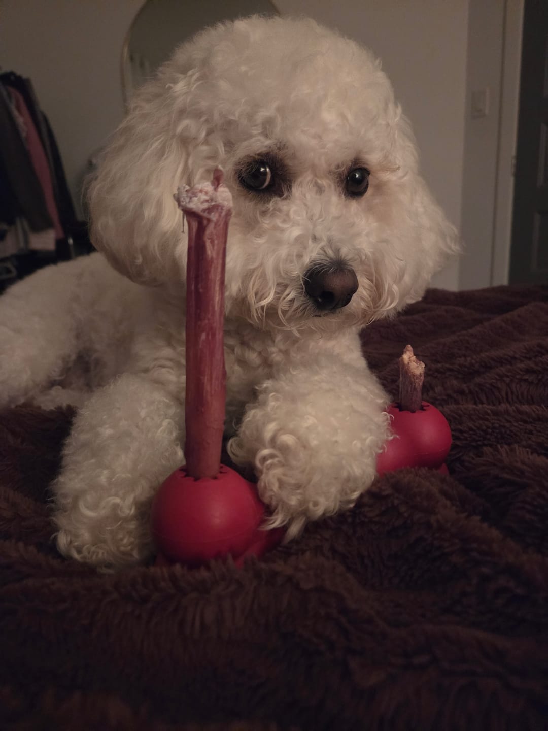 Customer photo review of 12 Inch Standard Bully Stick