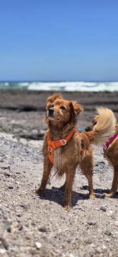 Customer photo review of Arnés Aerosport para Perros - Street Dogs - Orange