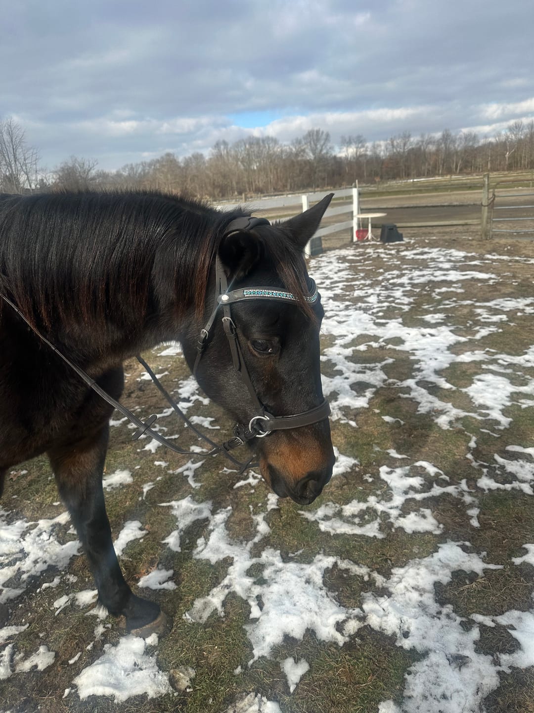 Customer photo review of Chocolate Classic Bitless Bridle
