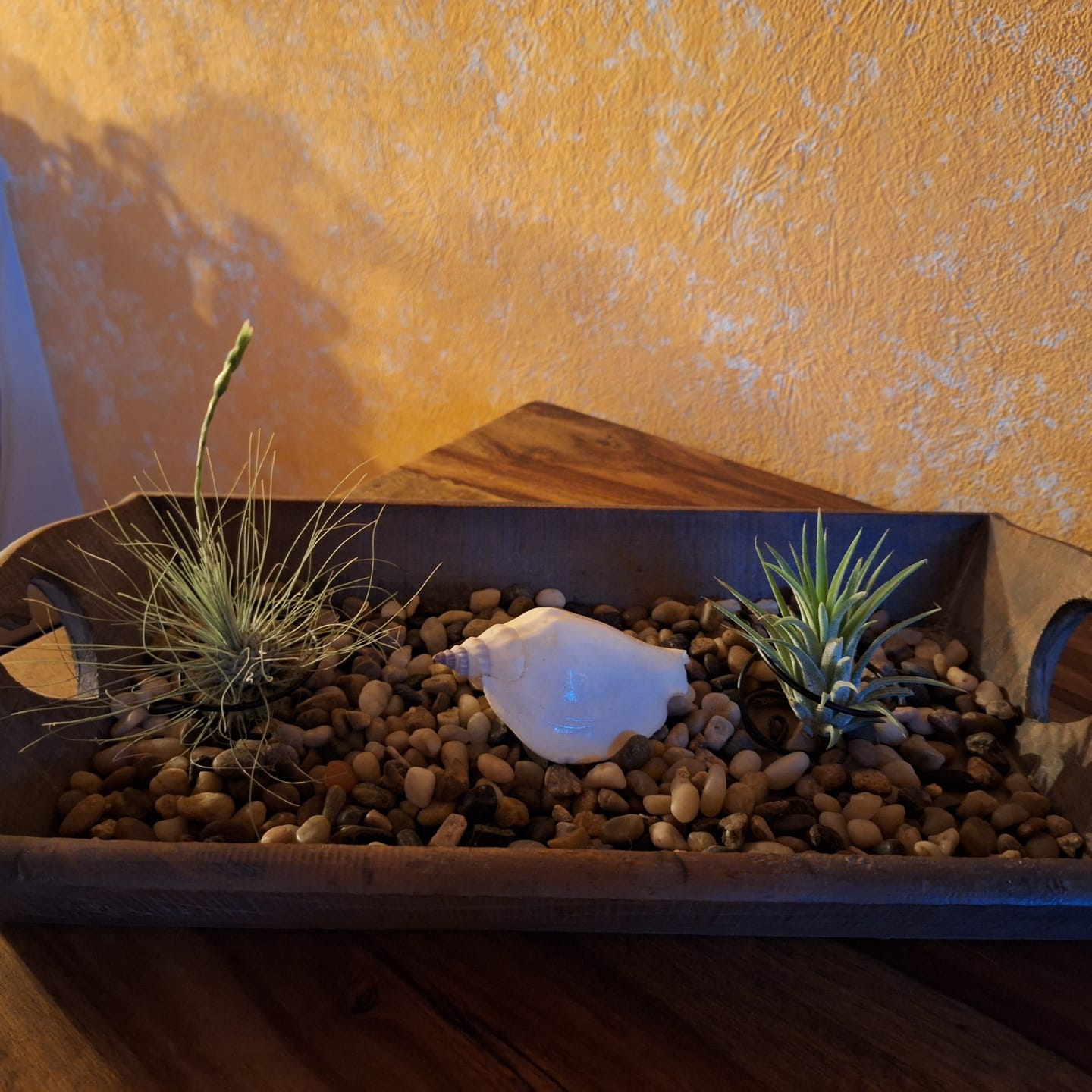 Customer photo review of Tillandsia argentea