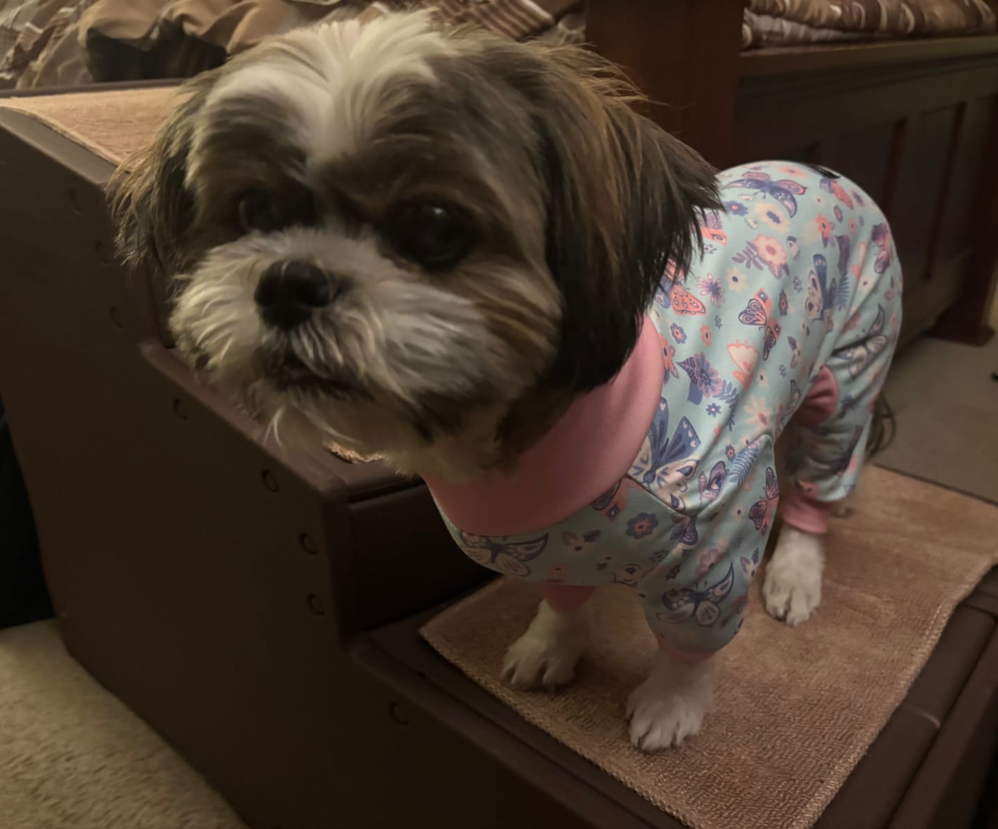 Customer photo review of Dog Pajama - Butterfly