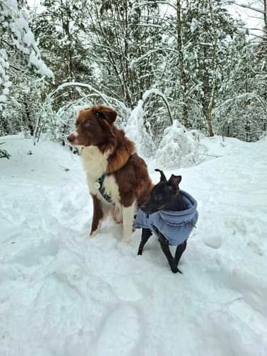 Kundenfoto von zwei Hunden, einem großen braun-weißen und einem kleinen schwarzen, in einem verschneiten Wald.