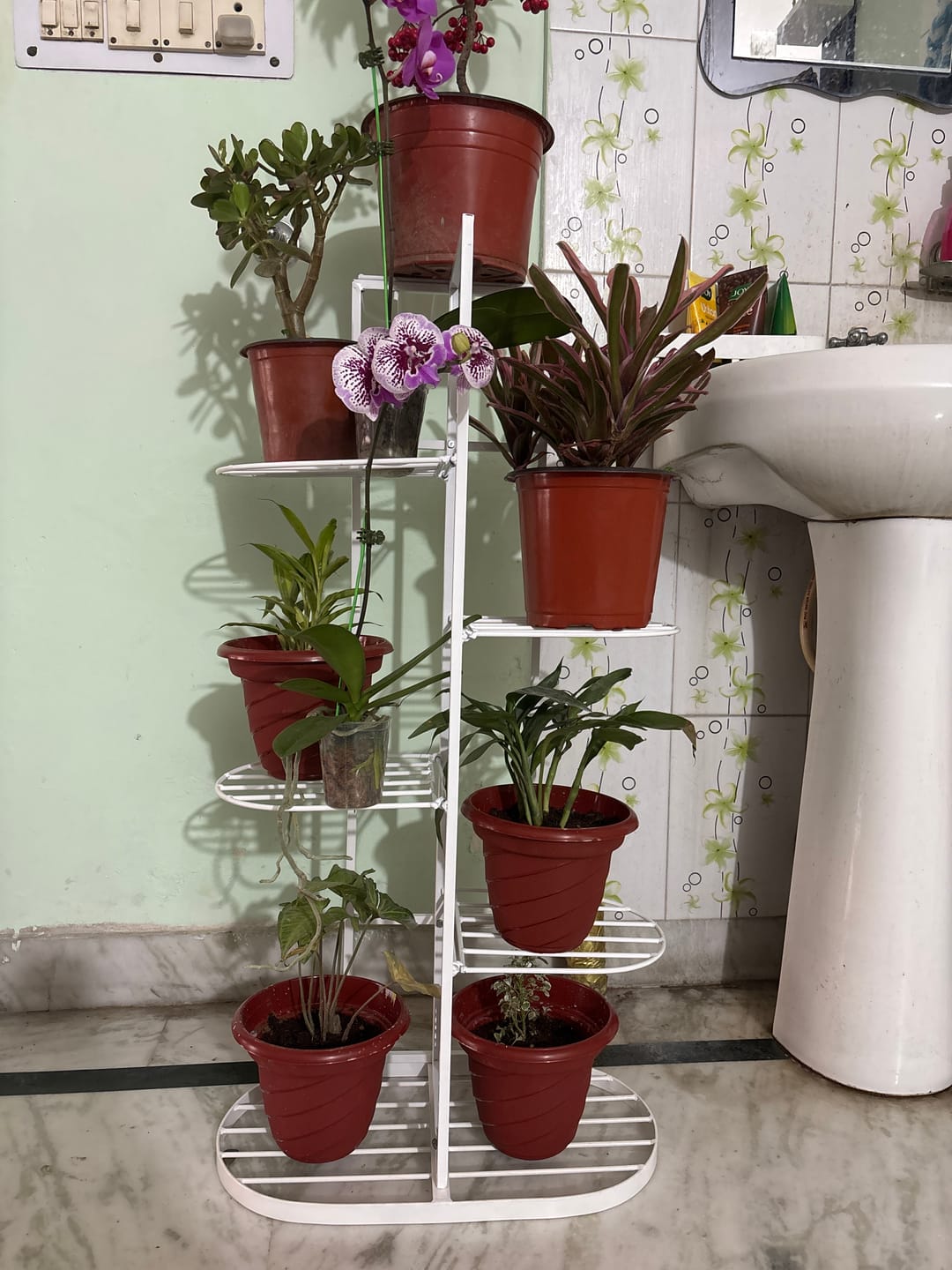 Customer photo review of UnitedCrafts MILO 6 Tier Metal Plant Stand -7 Potted Multiple Shelves