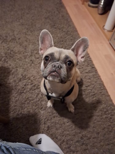 Kundenrezension: Eine kleine, hellbraune Französische Bulldogge sitzt auf einem Teppich und blickt aufmerksam nach oben.