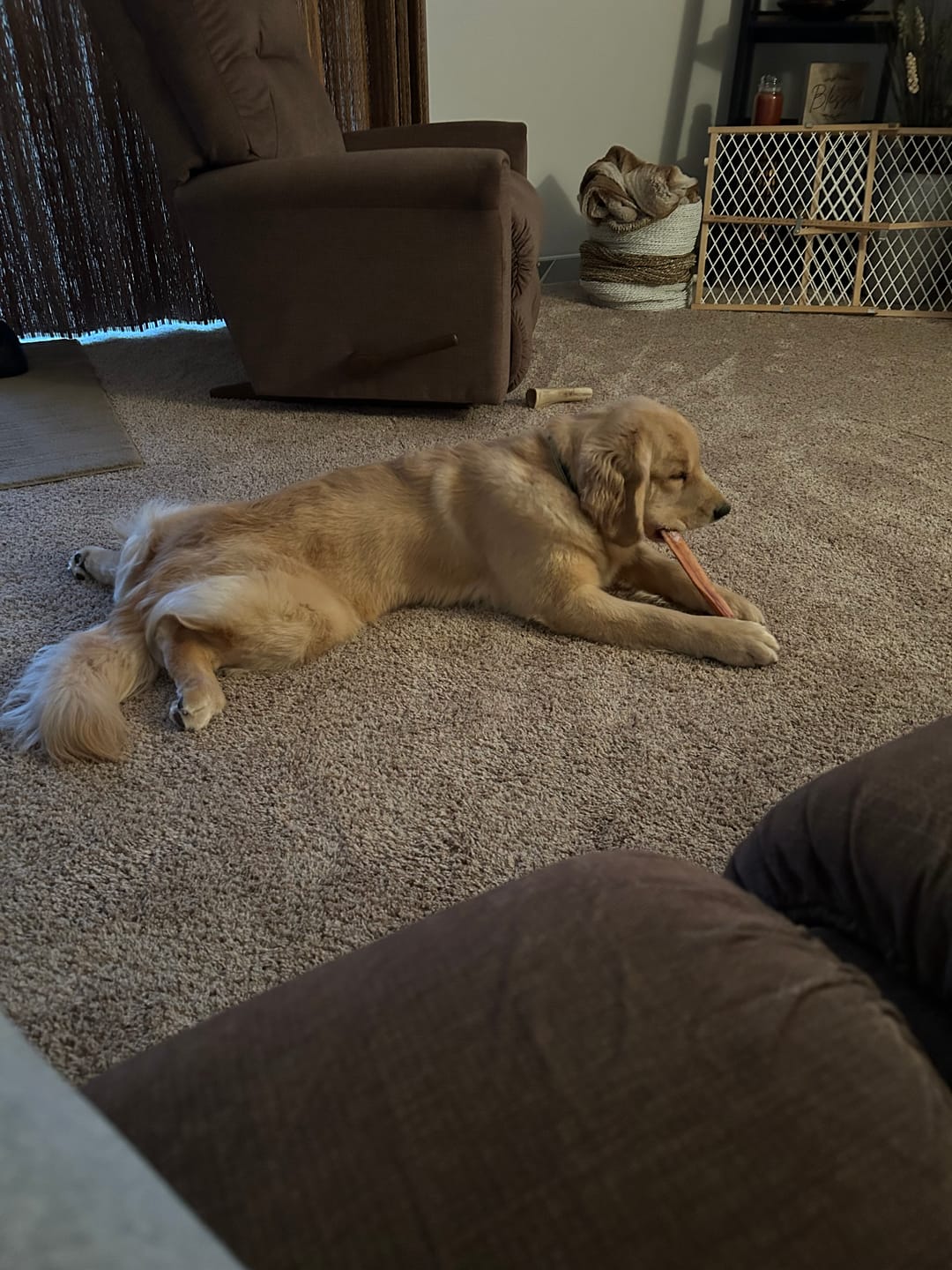 Customer photo review of 12 Inch Monster Braided Bully Stick