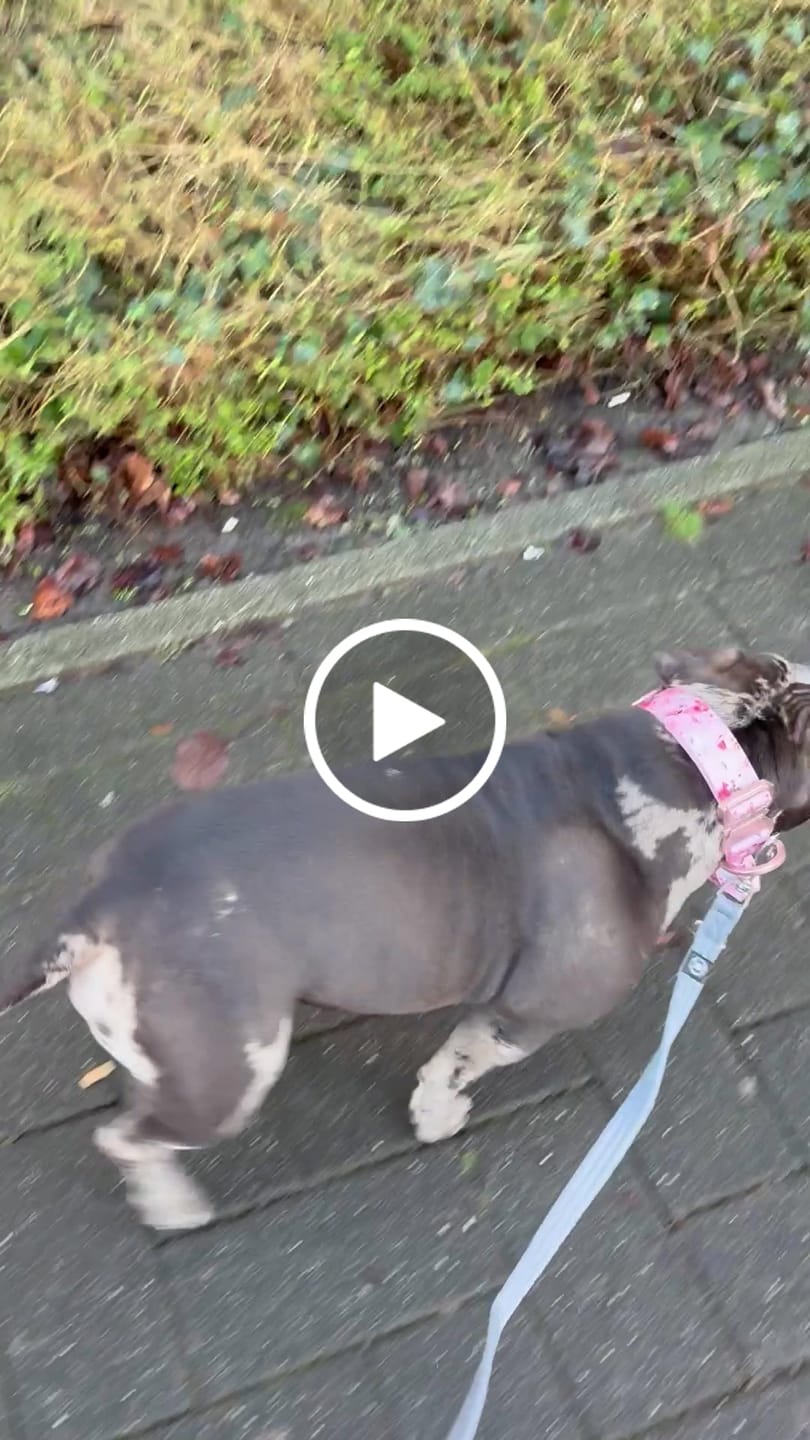 Customer video review of Training Double Ended Dog Lead | 2m Length -  Metal Grey