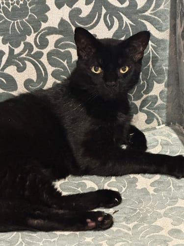 Customer photo review of 1 Month Supply - 1 Cat - One-Time Purchase