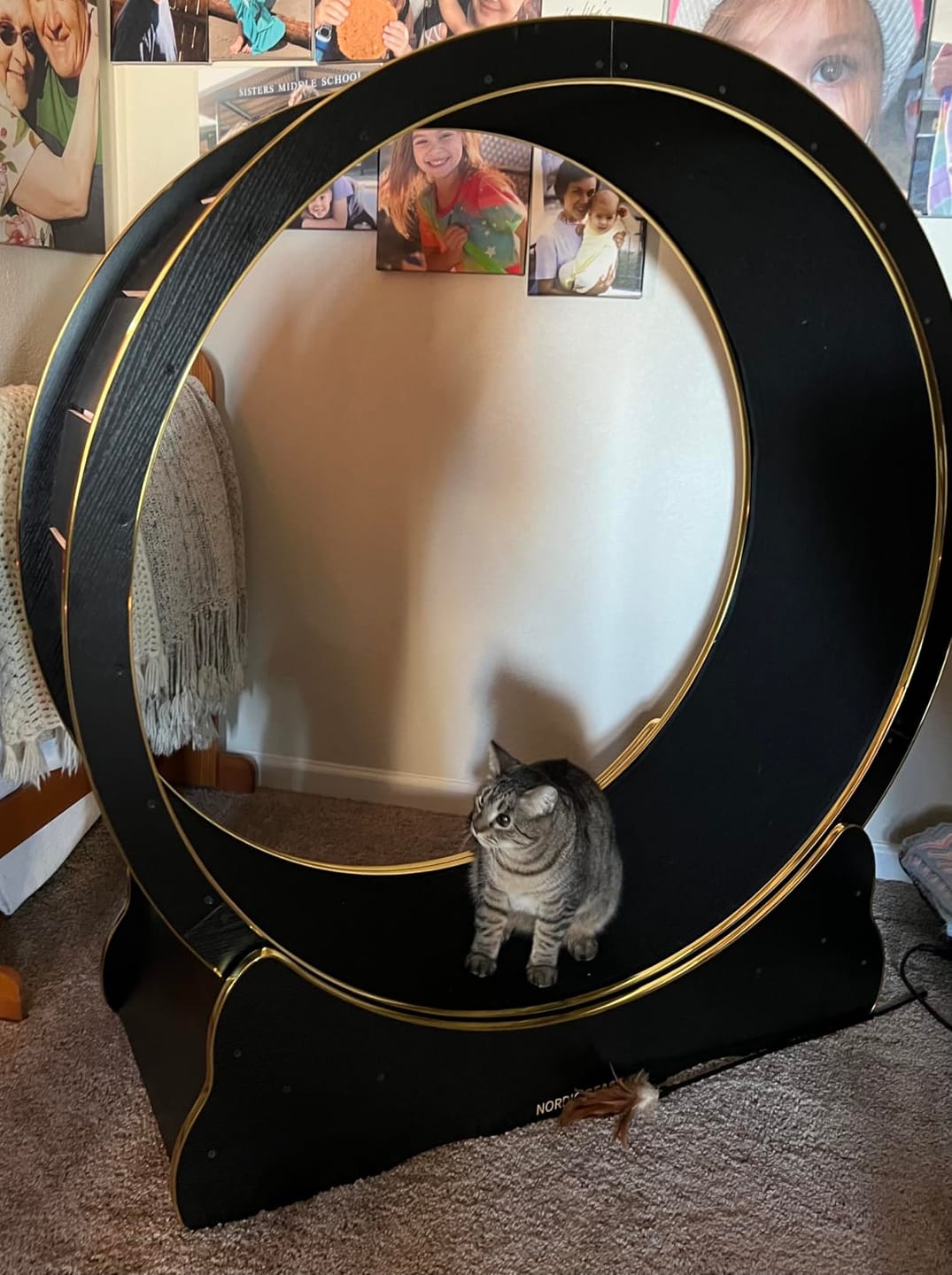 Customer photo review of Nordic Beast Cat Wheel — Built for Large, High Energy Indoor Cats
