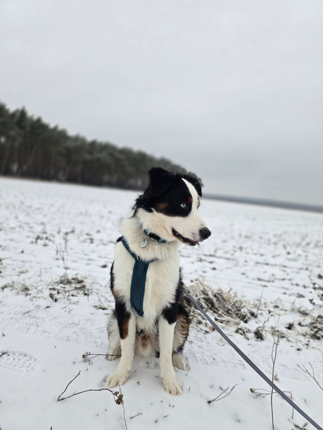 Customer photo review of DNA Test Rassebestimmung Pro Hund