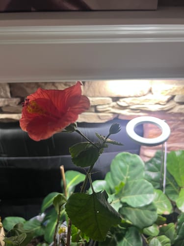 Customer photo review of Plant Care Kit for Indoor Plants
