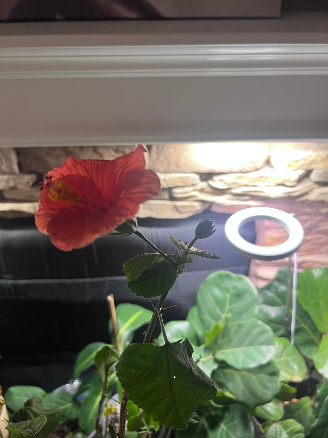 Customer photo review of Plant Care Kit for Indoor Plants