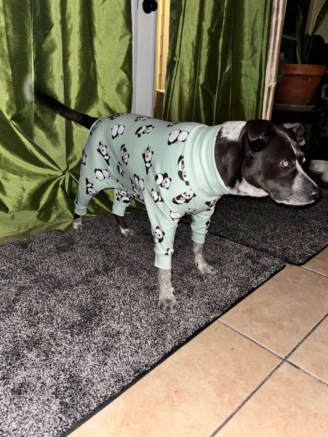 Customer photo review of Dog Pajama - Panda