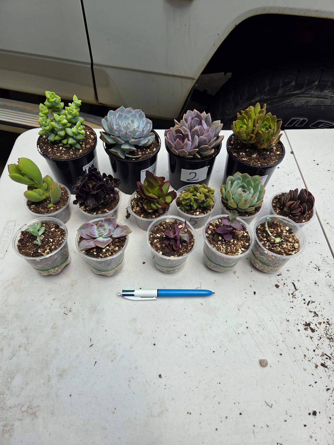 Customer photo review of Crassula 'Estagonal'