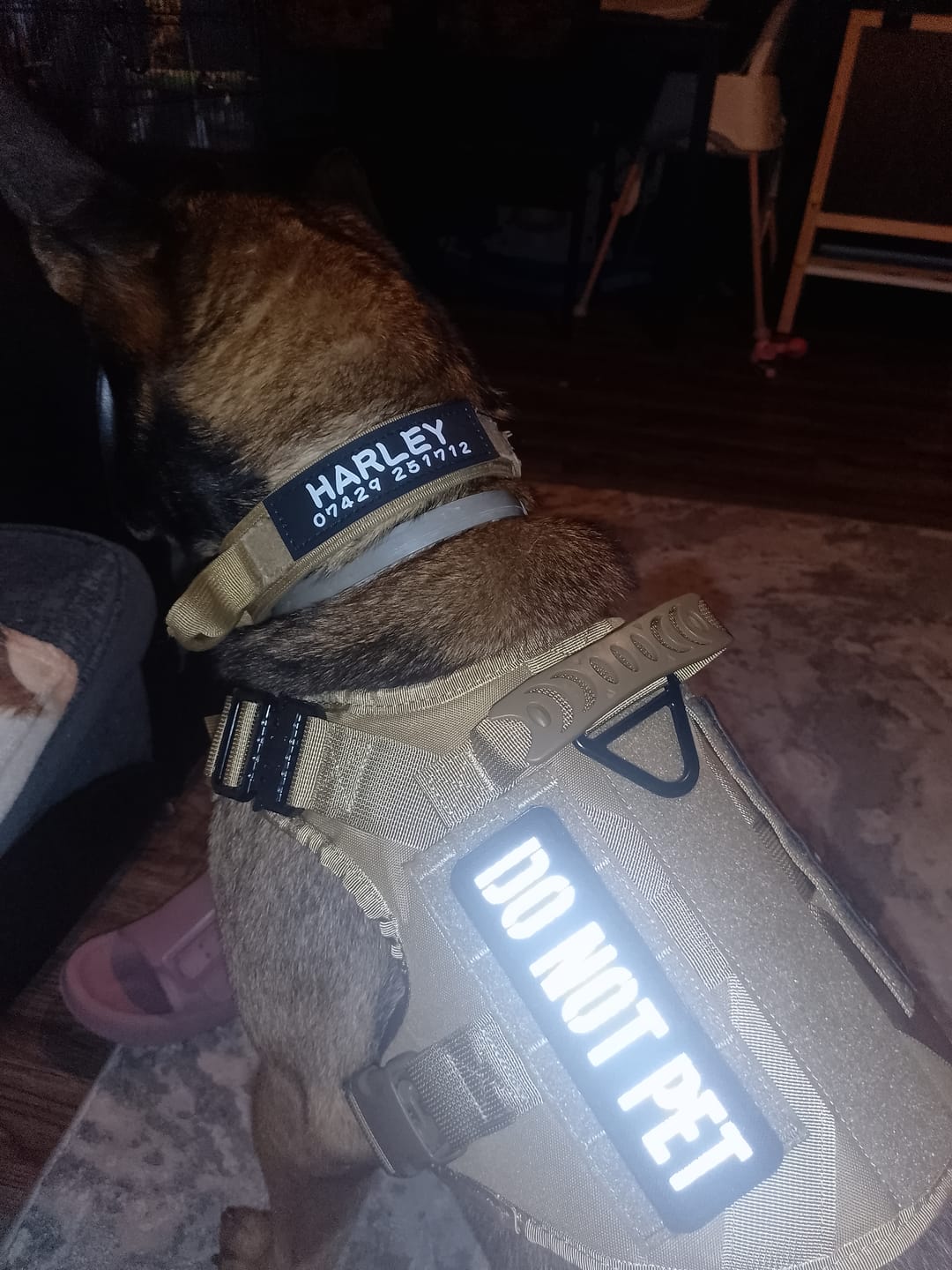 Customer photo review of STRIKER™ Military-Grade Tactical No-Pull Harness V4