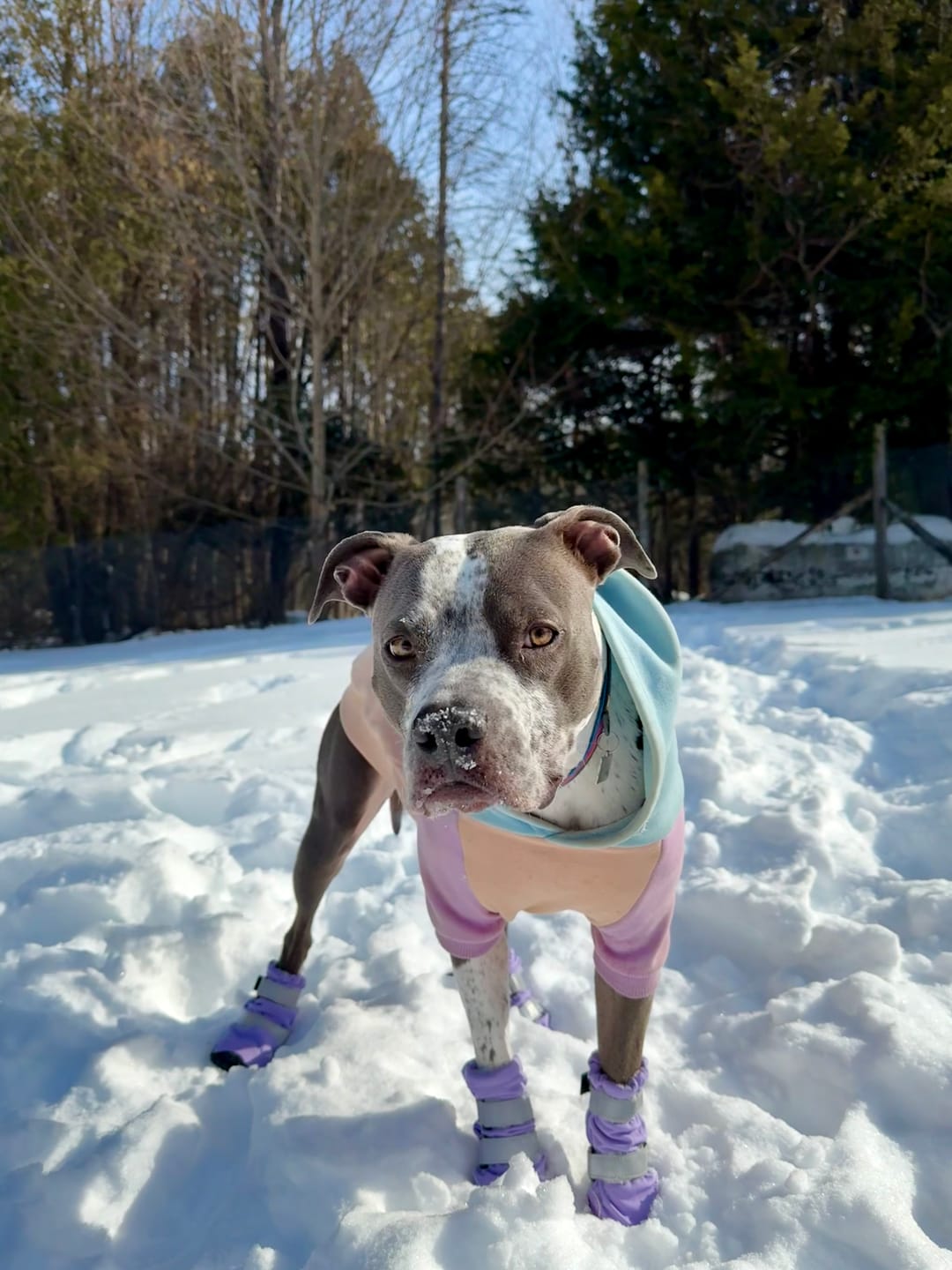 Customer photo review of Flex Shell Waterproof Dog Boots