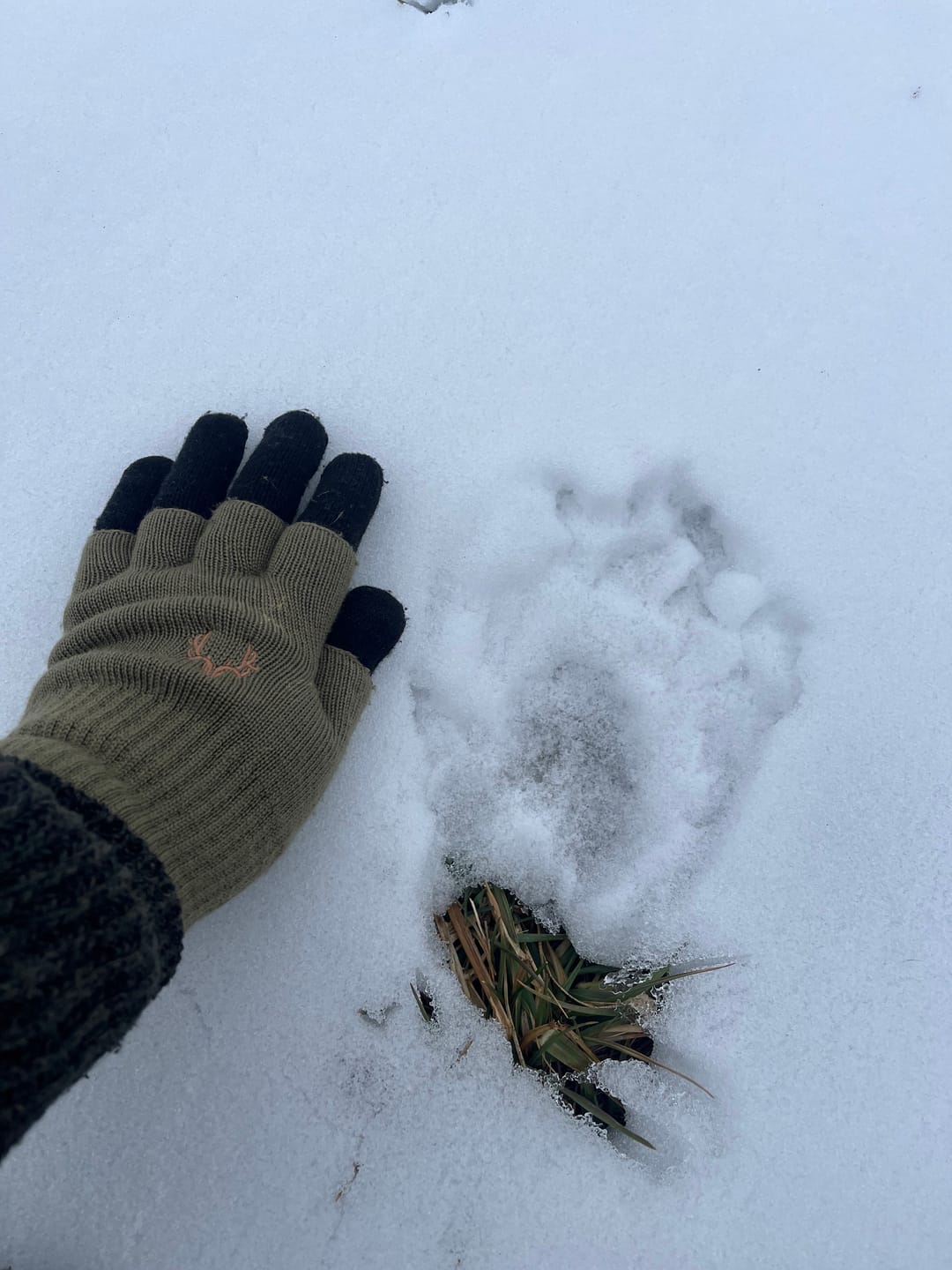 Customer photo review of Scout Merino Fingerless Gloves