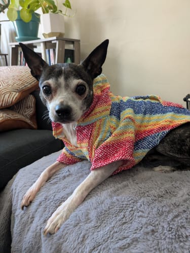 Customer photo review of Playa Poncho – Parrotfish