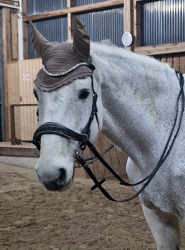 Ein Kunde zeigt seinen Schimmel, der die schwarze Trense Midnight Supreme mit geflochtenem Nasenriemen trägt.