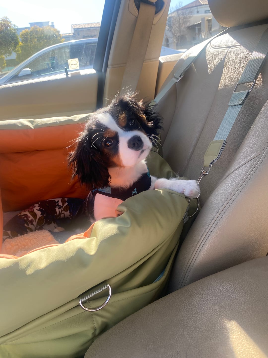 Customer photo review of Deluxe Faux Leather Dog Car Seat