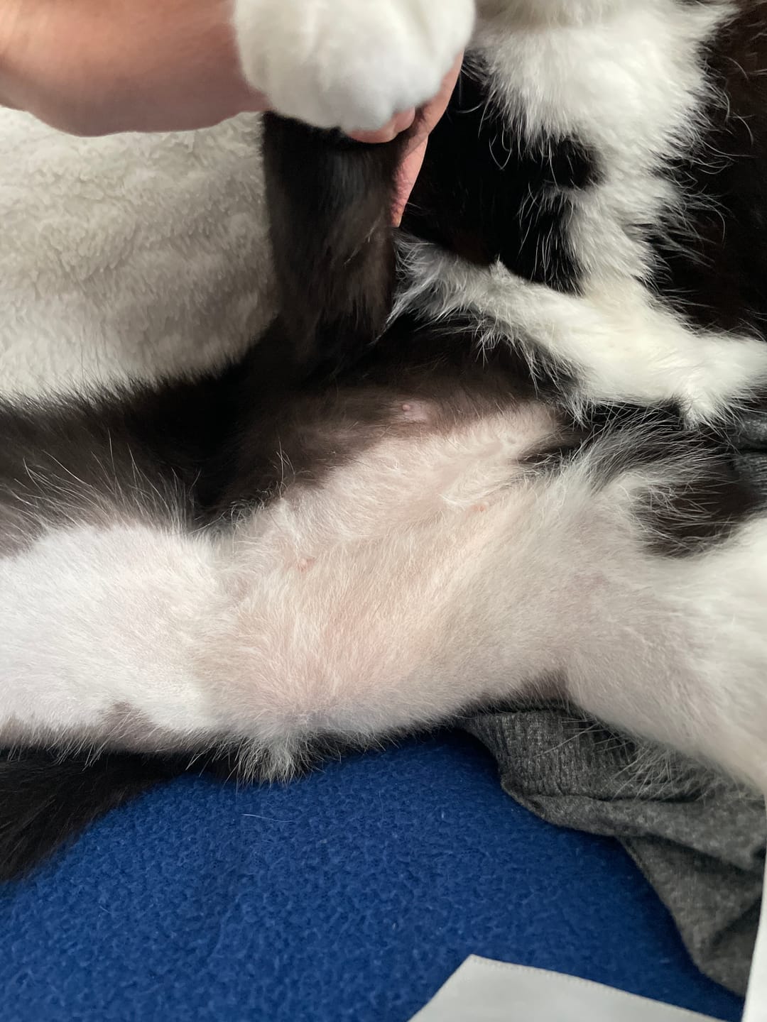 Customer photo review of Cat Duo Pack