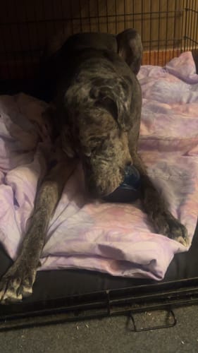 Customer photo review of Freezball - Durable Fillable Dog Chew Bone