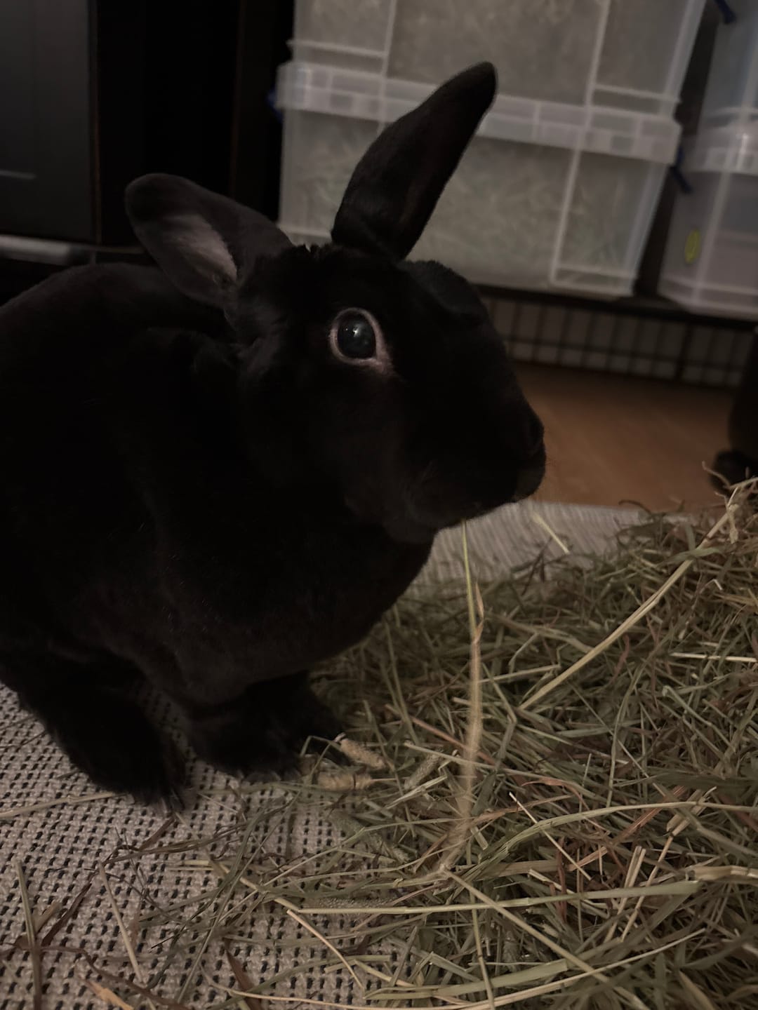 Customer photo review of First Cut Timothy Hay - Ultra Premium Canadian Hay for Rabbits and Guinea Pigs