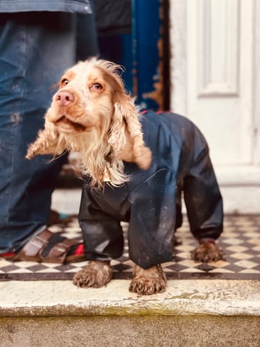 Customer photo review of Nylon Trouser Suit - Dog Coat with Legs