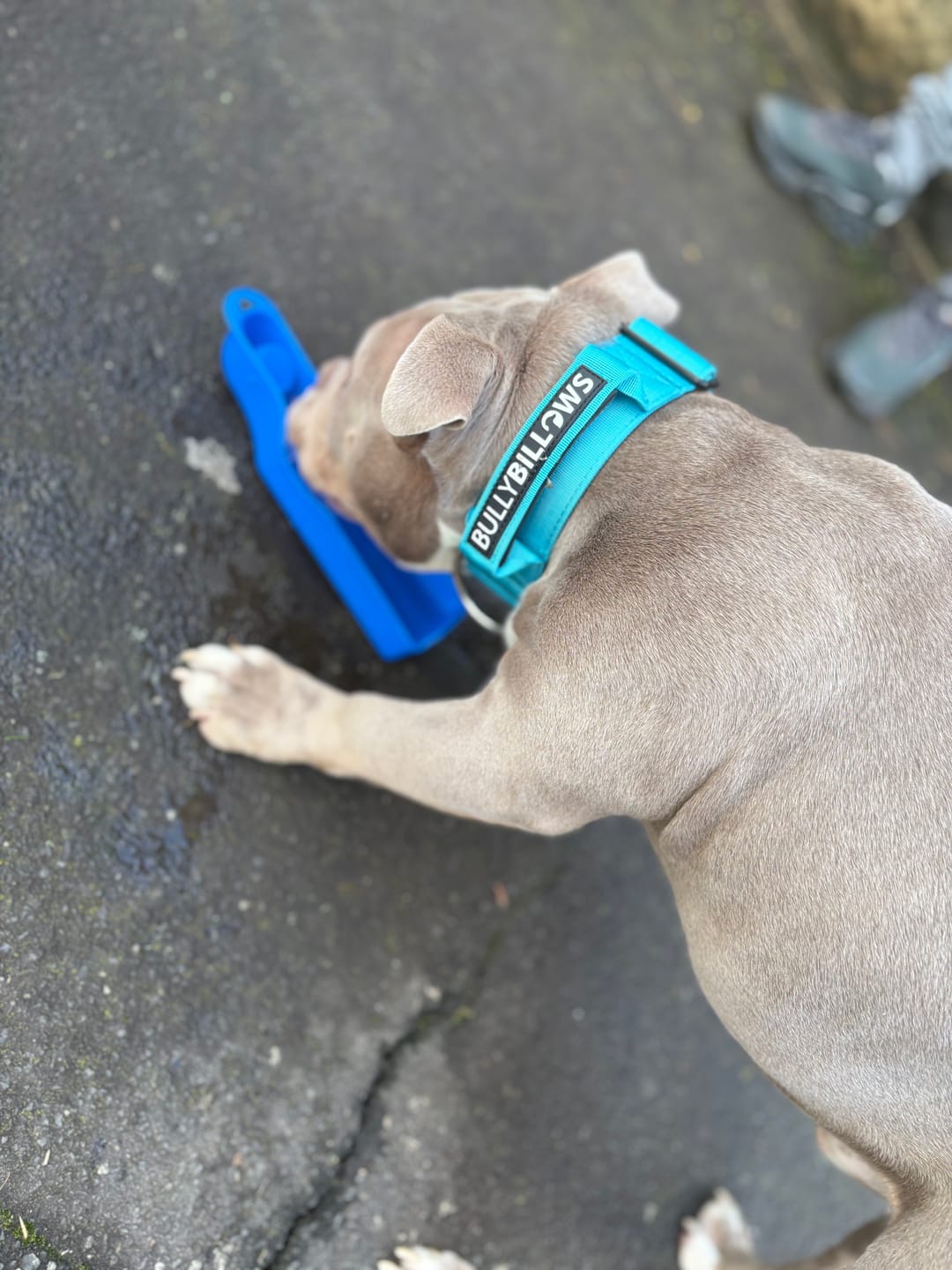 Customer photo review of 5cm Combat® Collar | With Handle & Secure Clip - Light Blue