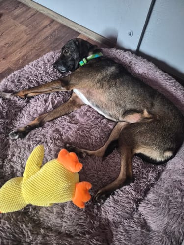 Customer photo review of Puppery Hundebett Wolke 7 - Das Original