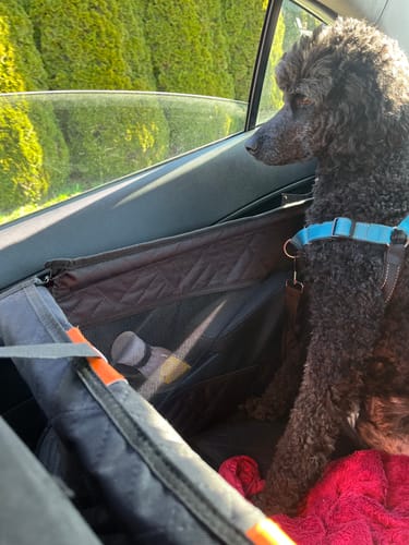 Customer photo review of RuffRover - Single Back Seat Extender