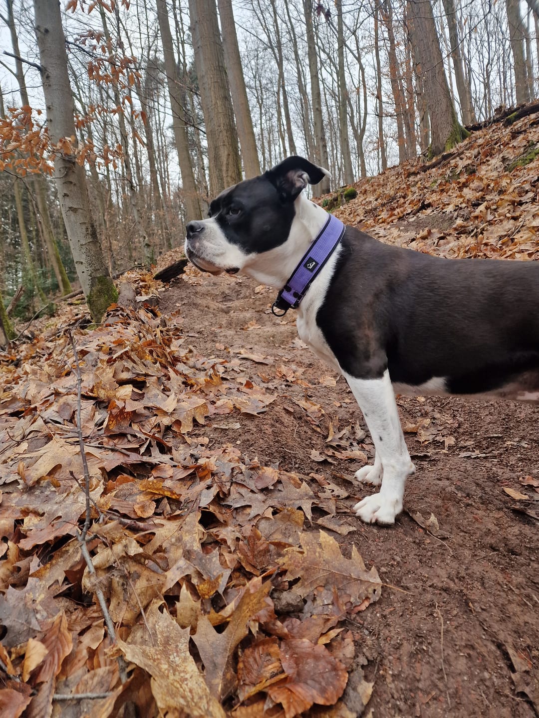 Customer photo review of Martingale Black Edition Baby Purple - Brett fodrat halsband halvstryp