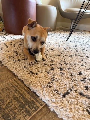 Customer photo review of Beef Cheek Rolls