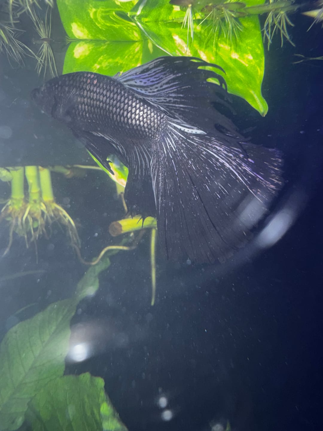 Customer photo review of Black Copper Halfmoon Male Betta Fish