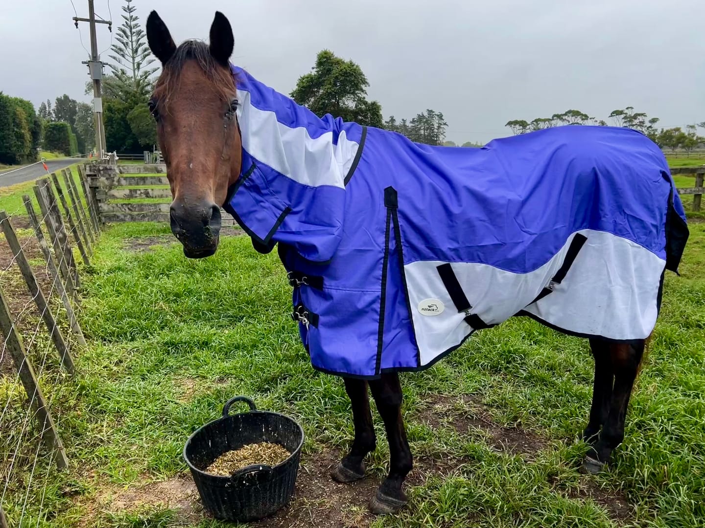Customer photo review of NZ Tack WaterProof Mesh CrossOver Combo Purple