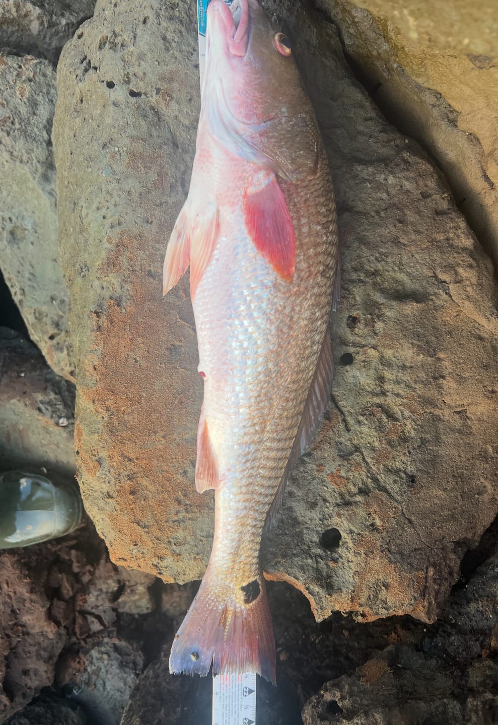 Customer photo review of Carbon Shield III Spinning Rod