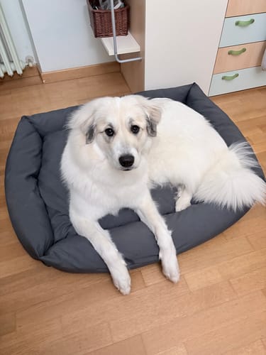 Customer photo review of Divanetto Cotone Siena Grigio Scuro