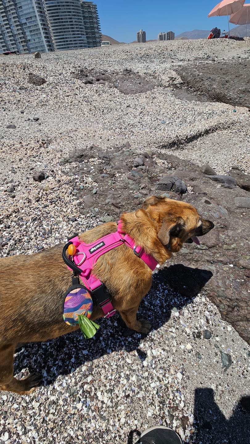 Customer photo review of Arnés Aerosport para Perros - Street Dogs - Pink