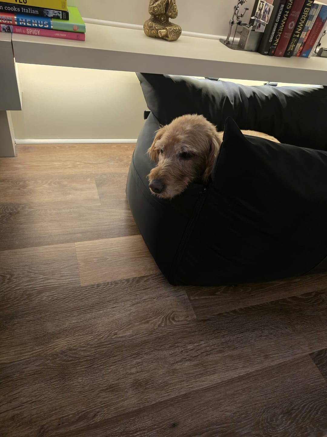 Customer photo review of Travel Dog Pod XL - Now With Isofix