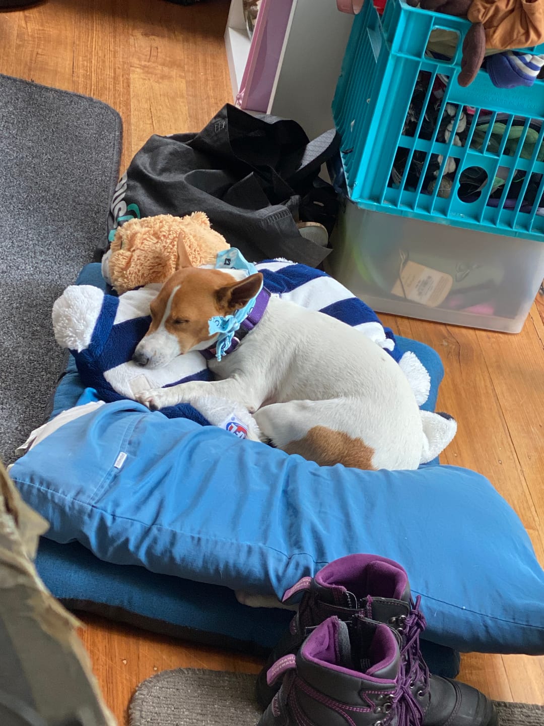 Customer photo review of Outdoor Dog Bed - Pet Trampoline